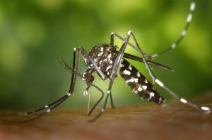 tiger-mosquito-49141_1280-300x199