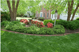 ornamental-shrubs-in-lawn