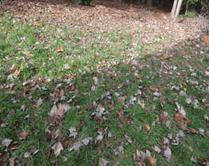 fall leaves in grass