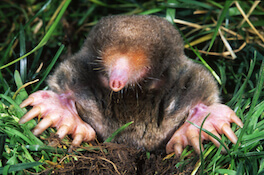 mole-in-grass