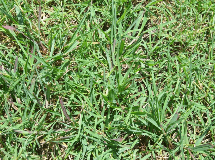 summer-crabgrass