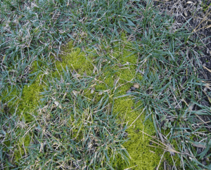 moss-growing-in-gaps-in-lawn-300x242