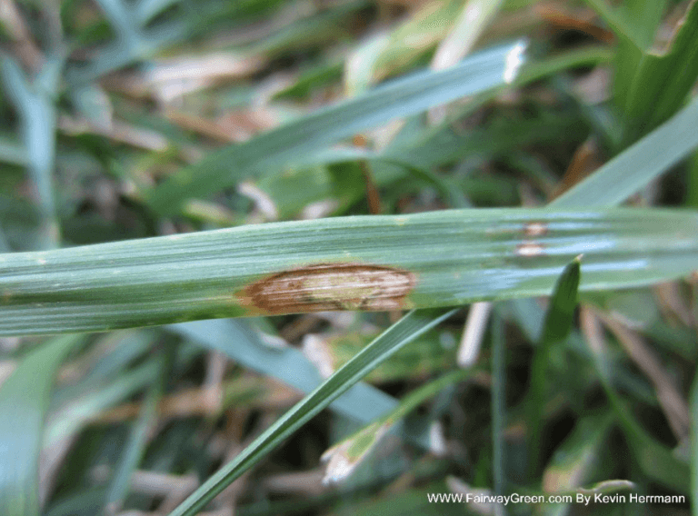 brown-patch-lesion-on-fescue