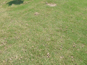 bermuda lawn with plugs taken out