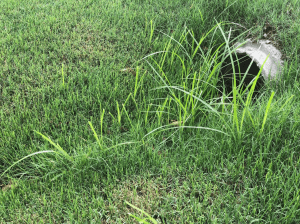 tall nutsedge grass