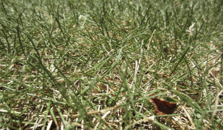 dry zoysia grass