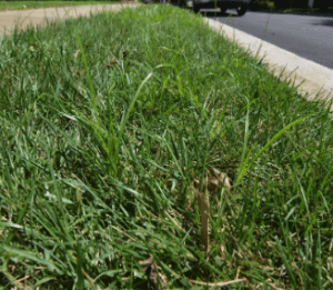 nutsedge-in-grass