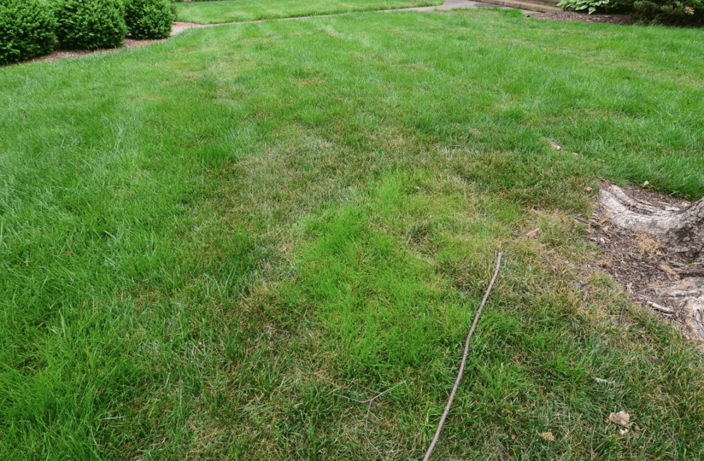 lawn-care-for-home-3804-1024x671