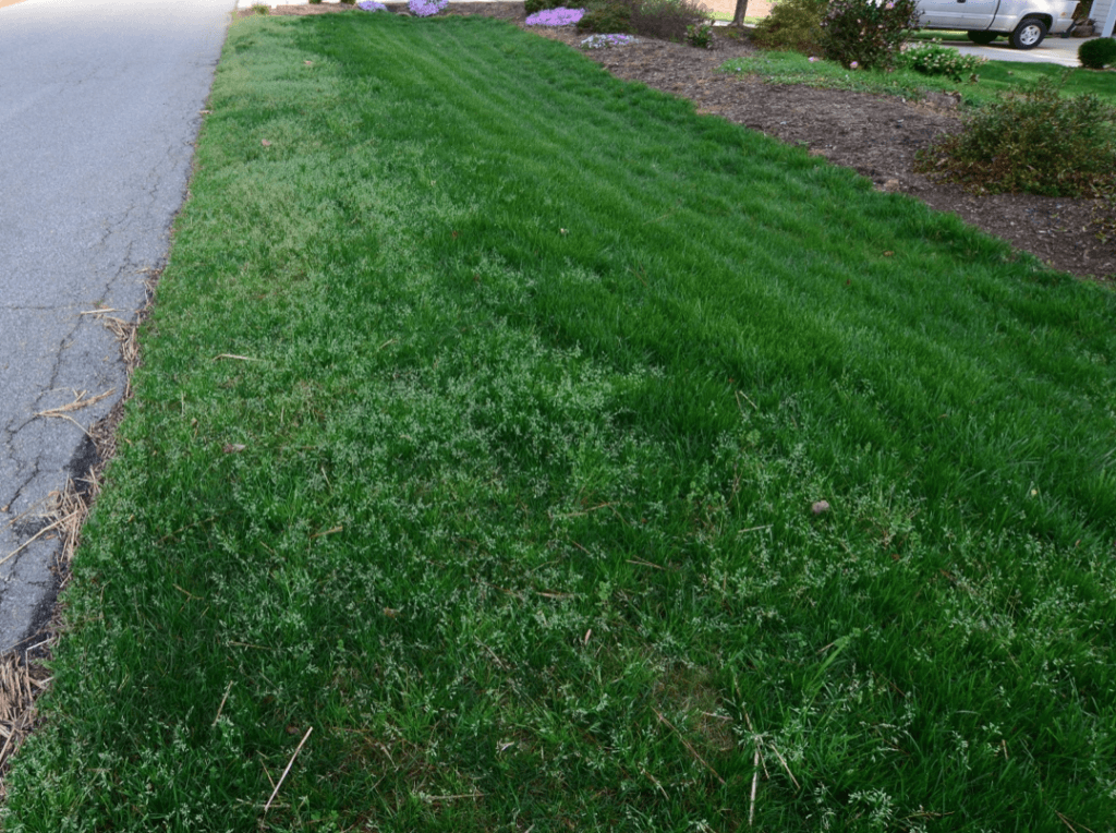lawn-care-for-home-3847-1024x764