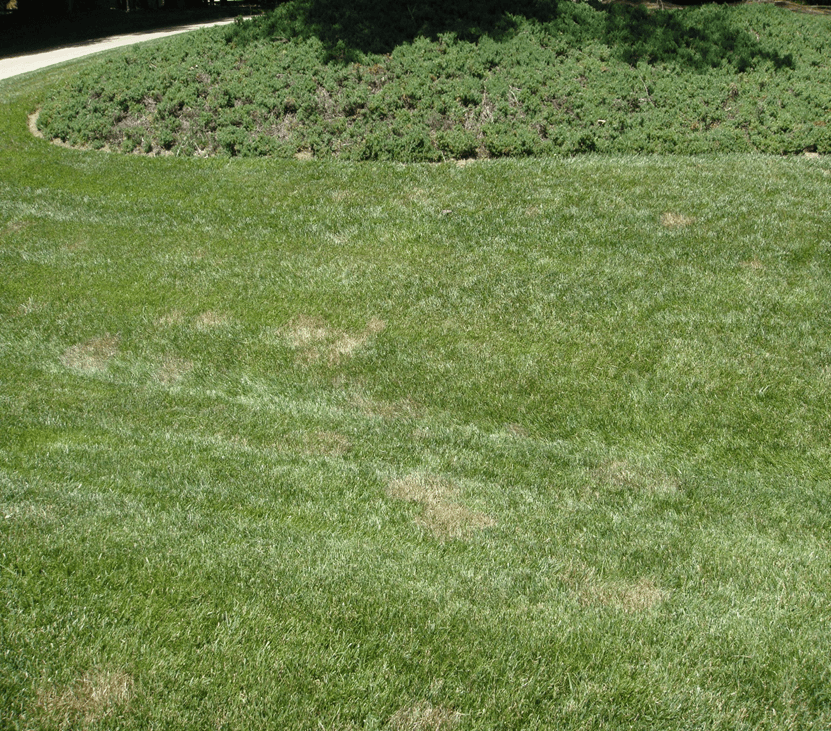 brown-patch-on-turf