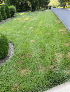 Brown-Patch-Starting-on-Fescue-Not-HeatDry-Stress-228x300