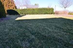 Lawn that's experiencing desiccation