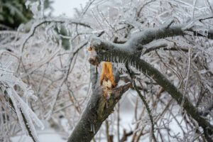 frost damage to trees