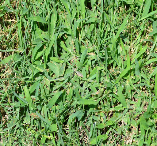 Crabgrass-Competing-with-Bermuda-