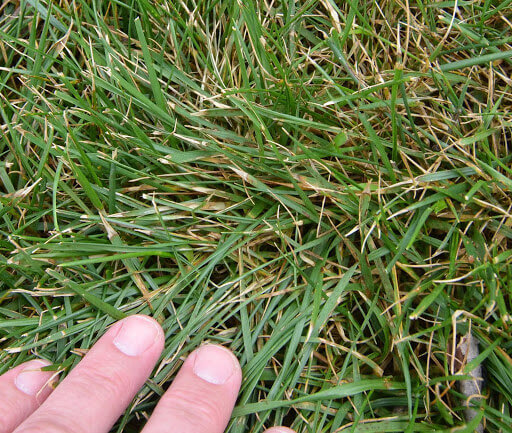 Brown-Patch-Lesions-on-Fescue-
